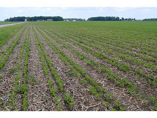 Property photo 103 - LAND AUCTION - 700+/- ACRES OFFERED IN 16 TRACTS IN ALLEN COUNTY, INDIANA